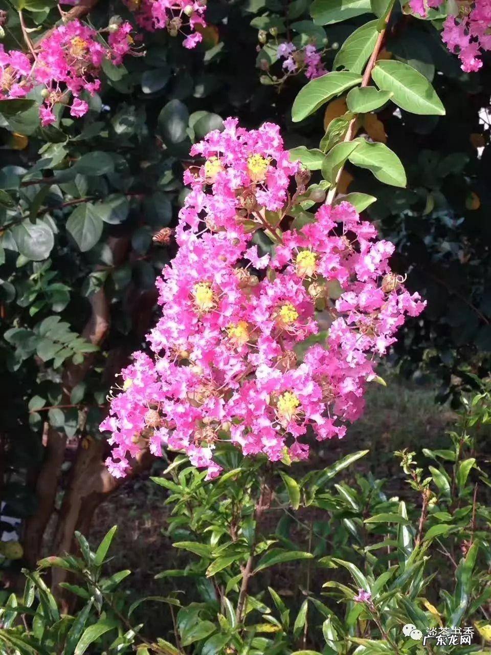 八月的池塘怎么形容