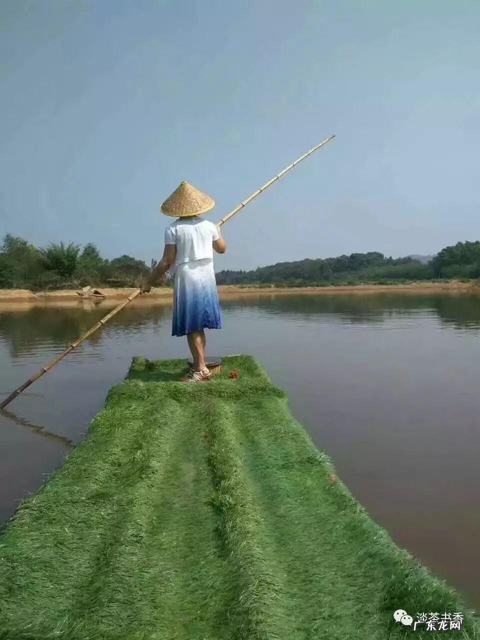 八月的池塘怎么形容