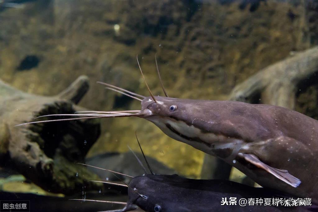 四根胡子的鲶鱼风水好吗