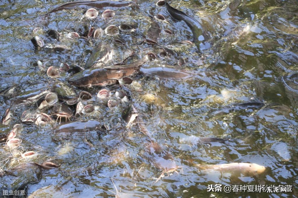 四根胡子的鲶鱼风水好吗