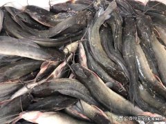 四根胡子的鲶鱼风水好吗