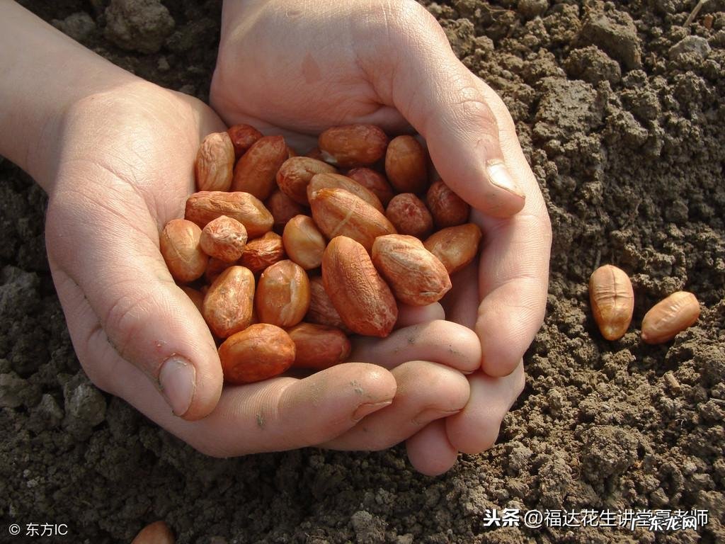 花生种植间距行距一株几个粒 风水花生行距株距是多少