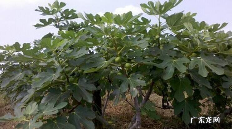 院子里种苹果树风水好吗 院里栽苹果树影响风水吗