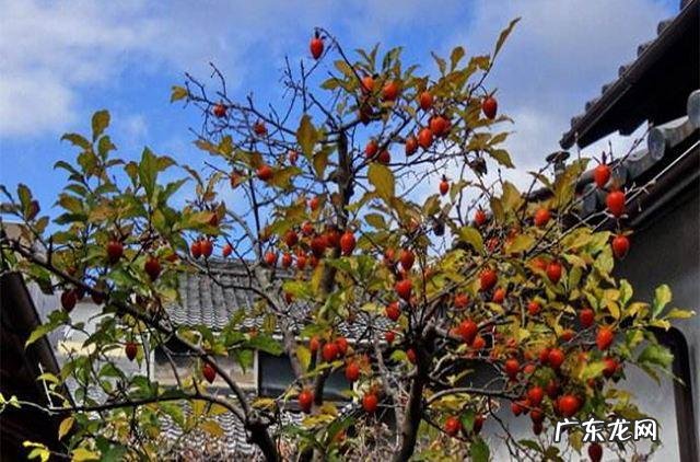 院子里种苹果树风水好吗 院里栽苹果树影响风水吗