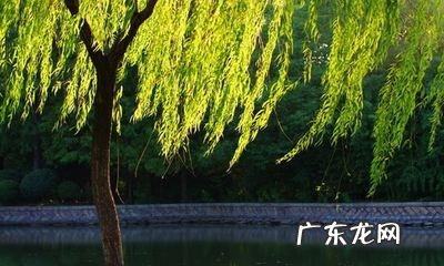 院子里种苹果树风水好吗 院里栽苹果树影响风水吗