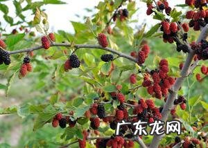 院子里种苹果树风水好吗 院里栽苹果树影响风水吗