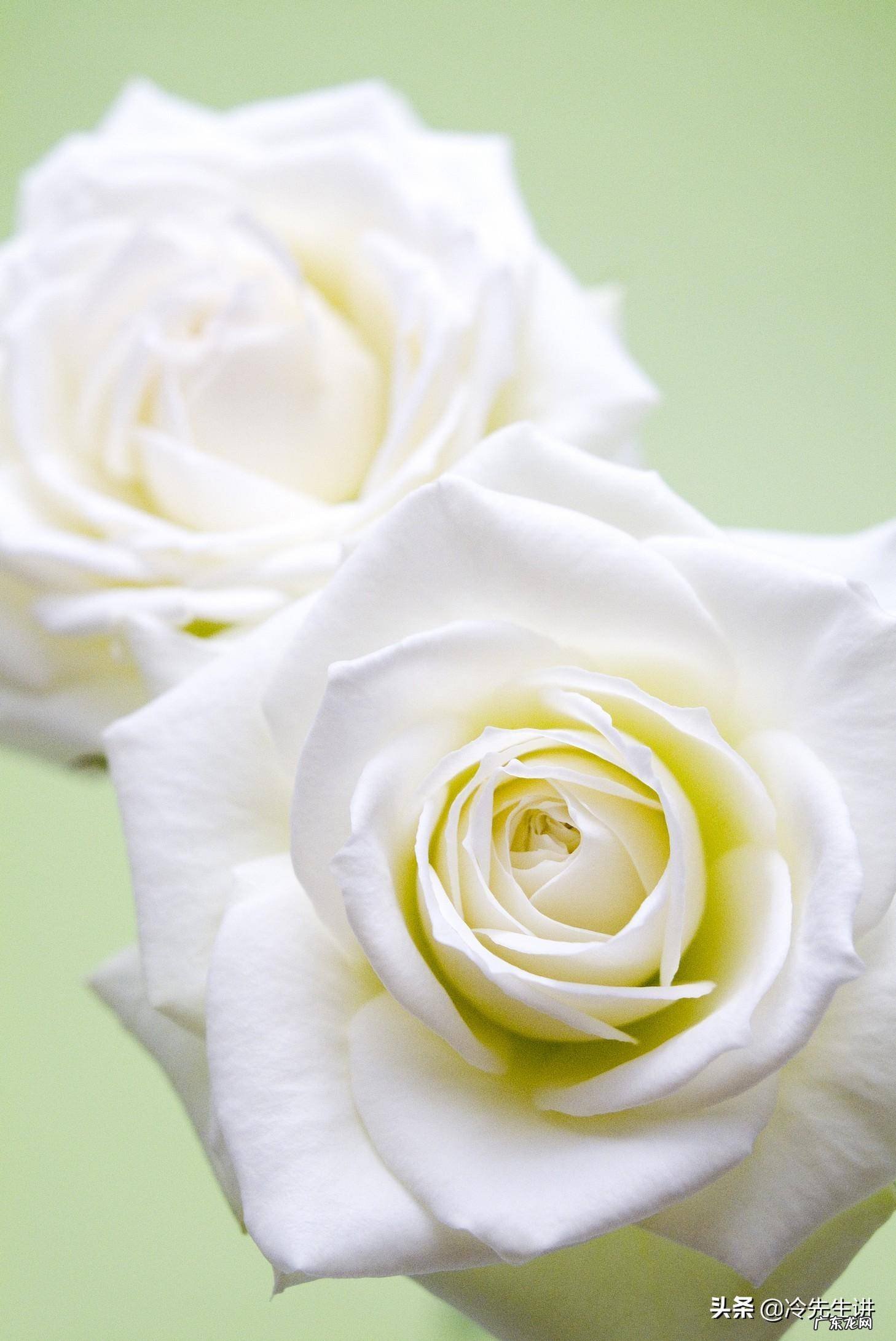 风水美女献花地秘诀