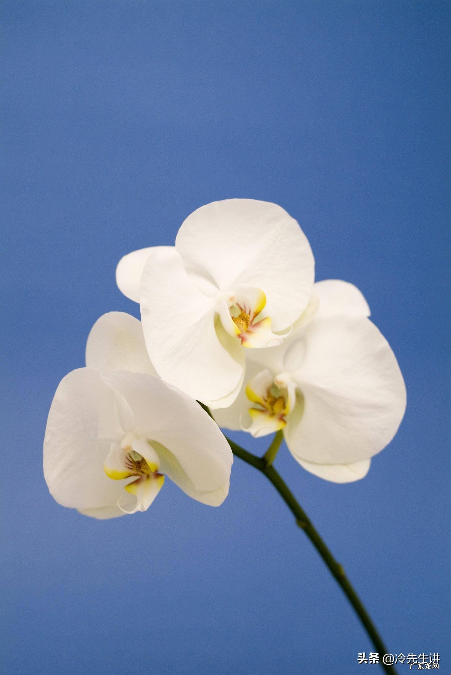 风水美女献花地秘诀