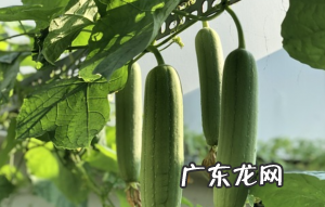 丝瓜的家常菜做法全集