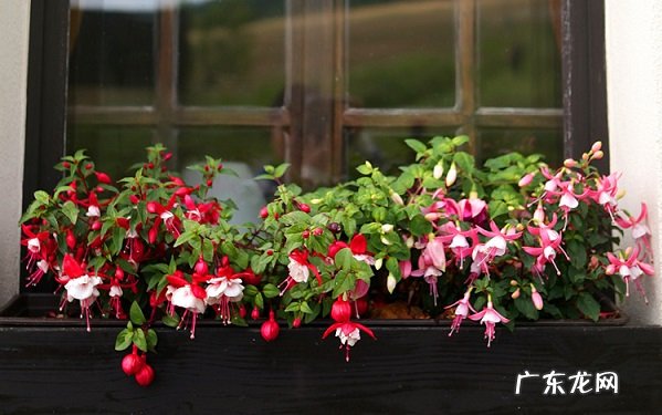 哪些花卉的花期比较长什么花能全年开花