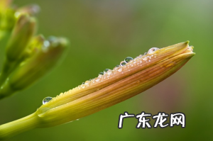 黄花菜炒肉