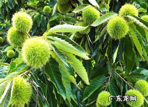 板栗苗的种植方法及时间