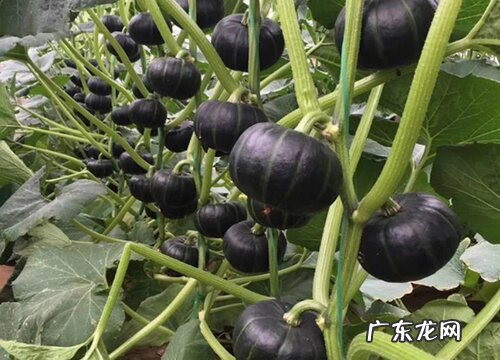 板栗苗的种植方法及时间