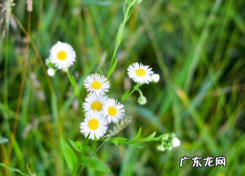 小雏菊怎么修剪方法