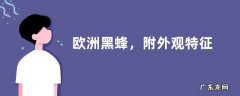 欧洲黑蜂，附外观特征