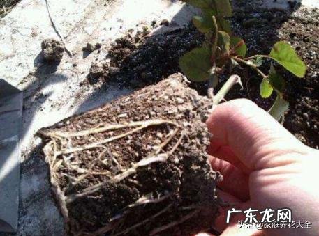 新买月季小苗移栽后要多久能缓过来 网购月季花苗如何缓苗