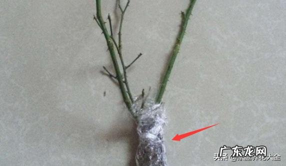 新买月季小苗移栽后要多久能缓过来 网购月季花苗如何缓苗