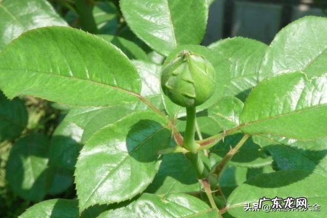 新买月季小苗移栽后要多久能缓过来 网购月季花苗如何缓苗