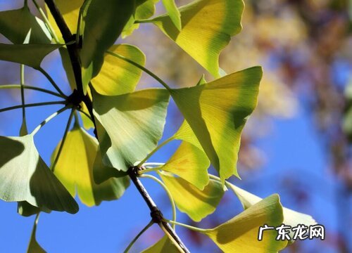 成都周边看银杏树观景点最好 成都看银杏树什么地方最美