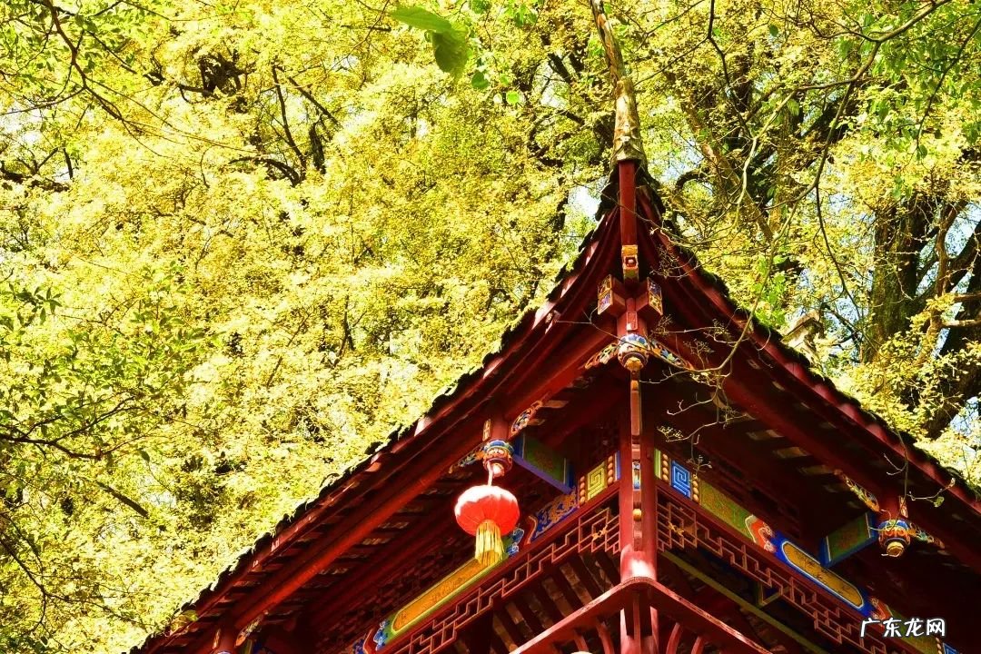 成都周边看银杏树观景点最好 成都看银杏树什么地方最美