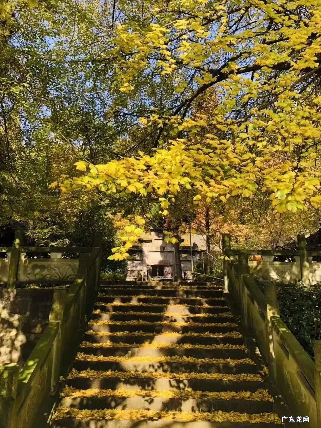 成都周边看银杏树观景点最好 成都看银杏树什么地方最美