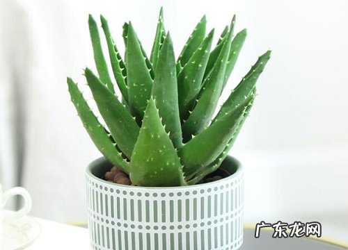 发酵的淘米水浇芦荟方法 淘米水能直接浇芦荟吗