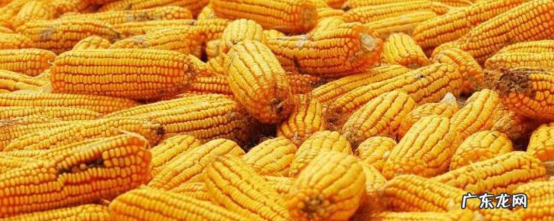 玉米花粉,附形态特征