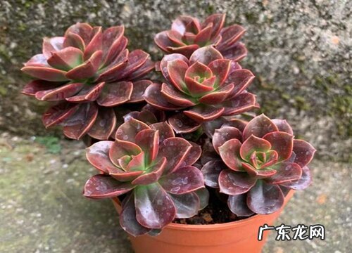 家里多肉盆栽养护注意事项 养殖多肉植物需要注意什么
