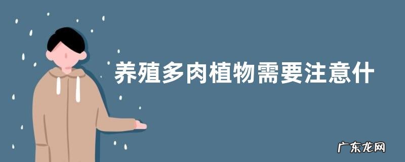 家里多肉盆栽养护注意事项 养殖多肉植物需要注意什么