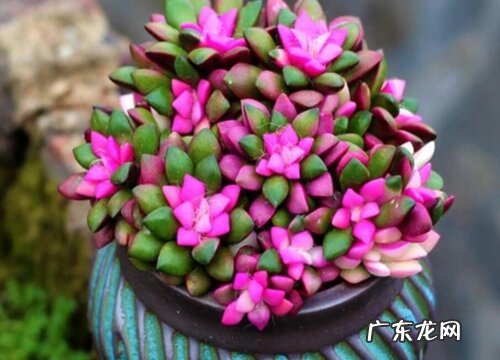 家里多肉盆栽养护注意事项 养殖多肉植物需要注意什么