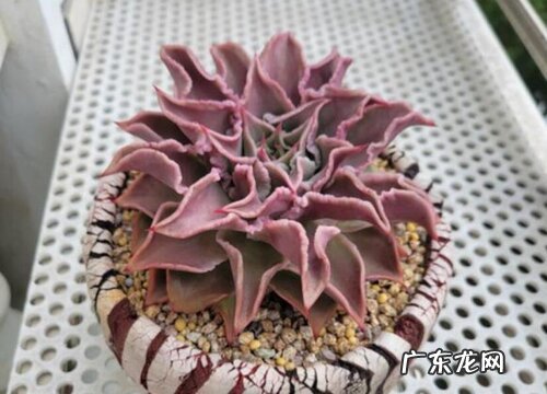 家里多肉盆栽养护注意事项 养殖多肉植物需要注意什么