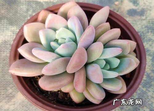 家里多肉盆栽养护注意事项 养殖多肉植物需要注意什么