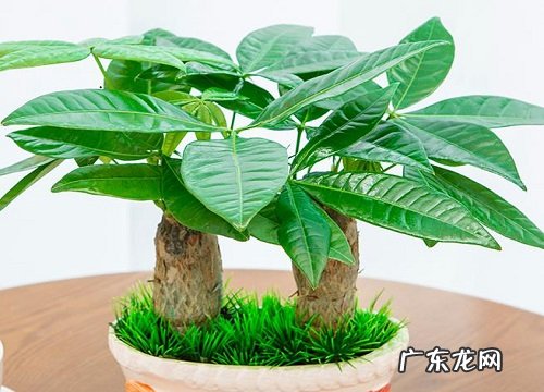 叶子干枯发黄的原因 发财树叶子发干发黄怎么回事