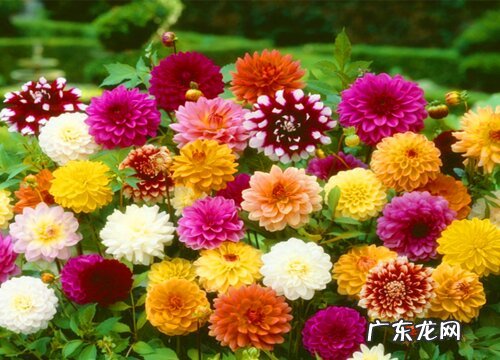 北方小院地栽草花植物 适合北方庭院种植的草本花卉