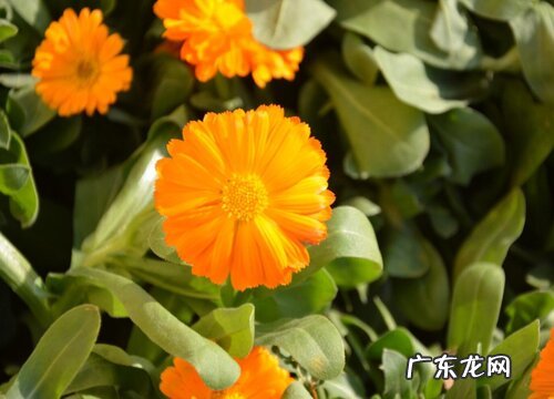 北方小院地栽草花植物 适合北方庭院种植的草本花卉