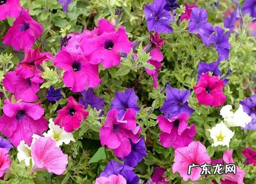 北方小院地栽草花植物 适合北方庭院种植的草本花卉