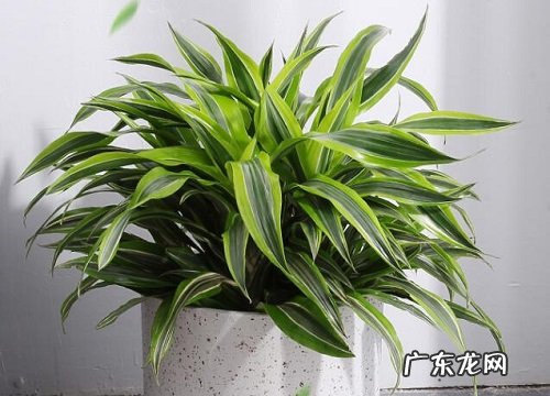 龙血树怎么养家庭养法 家里养殖方法