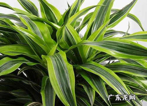 龙血树怎么养家庭养法 家里养殖方法