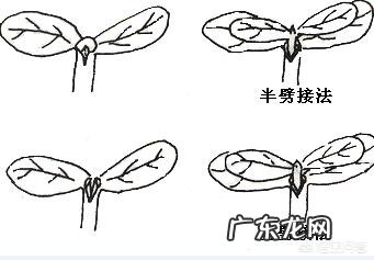 蔬菜嫁接技术大全图解 蔬菜育苗常用的嫁接方法和技术