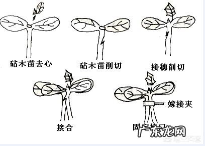 蔬菜嫁接技术大全图解 蔬菜育苗常用的嫁接方法和技术