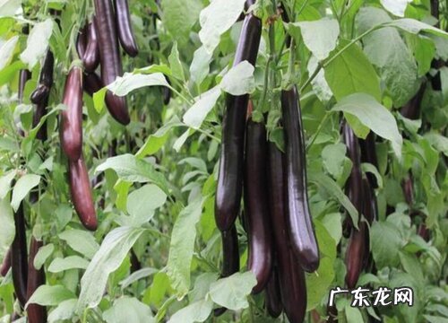 蔬菜嫁接技术大全图解 蔬菜育苗常用的嫁接方法和技术