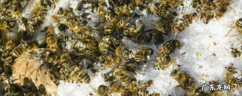 蜜蜂爬蜂综合征,附详细介绍