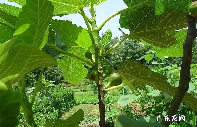 无花果栽培技术与管理方法