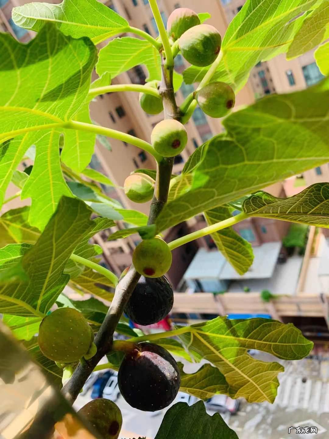 无花果栽培技术与管理方法