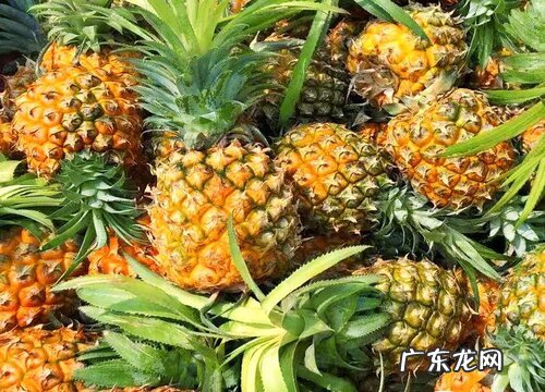 凤梨怎么保存时间长