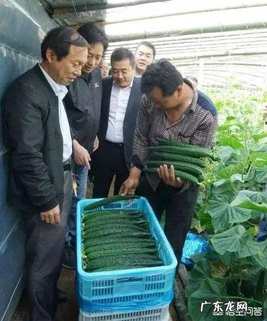 造成黄瓜发苦的原因 黄瓜苦味瓜的产生原因及预防措施