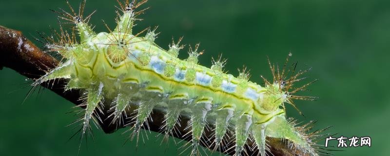 刺蛾,附详细介绍