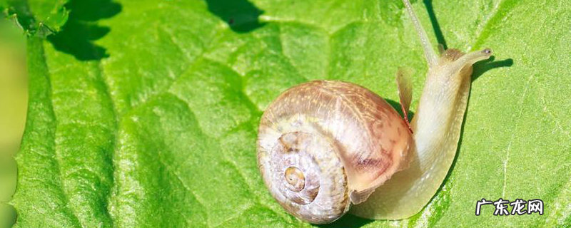 薄球蜗牛形态特征,防治方法有哪些