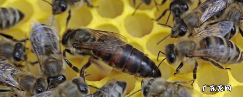 蜂后 蜂王，是什么