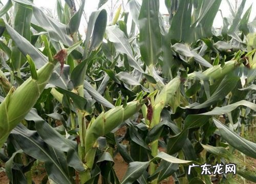 什么时候可以割掉叶子 玉米叶子割掉对玉米有什么好处